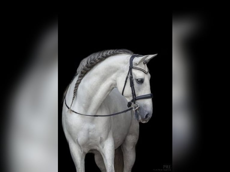 PRE Mix Castrone 13 Anni 167 cm Grigio in Haag