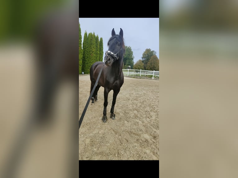 PRE Castrone 13 Anni 170 cm Baio scuro in Weisslingen