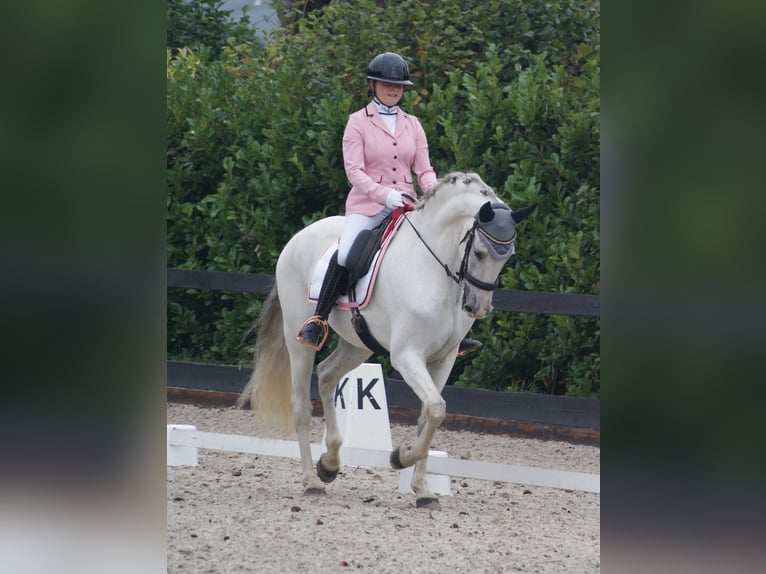 PRE Castrone 13 Anni 171 cm Bianco in Leerbroek