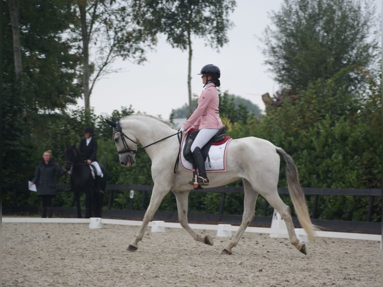 PRE Castrone 13 Anni 171 cm Bianco in Leerbroek