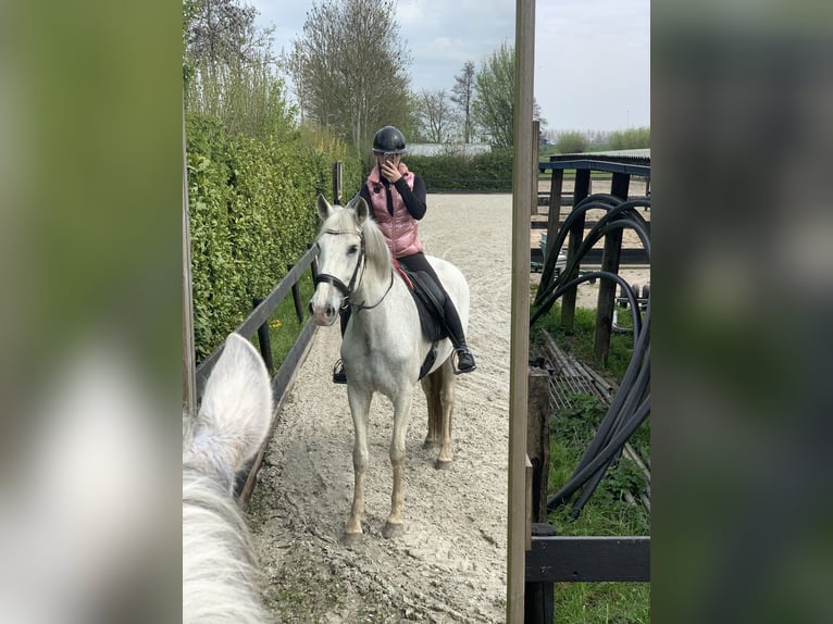 PRE Castrone 13 Anni 171 cm Bianco in Leerbroek
