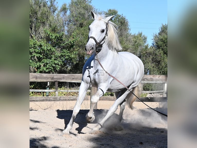 PRE Mix Castrone 14 Anni 156 cm Grigio in Menorca