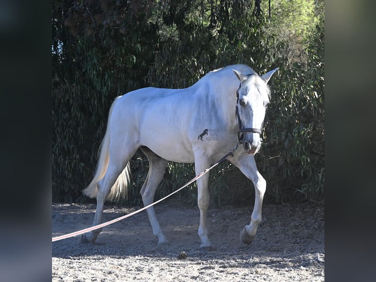 PRE Mix Castrone 14 Anni 156 cm Grigio in Menorca