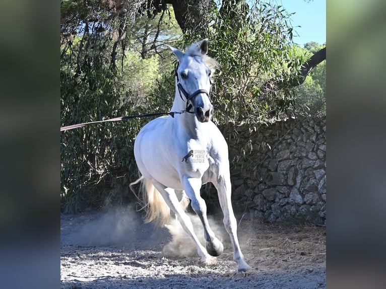 PRE Mix Castrone 14 Anni 156 cm Grigio in Menorca