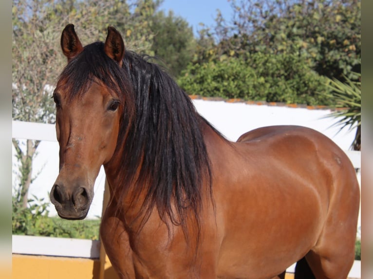 PRE Castrone 14 Anni 158 cm Baio in Chiclana de la Frontera