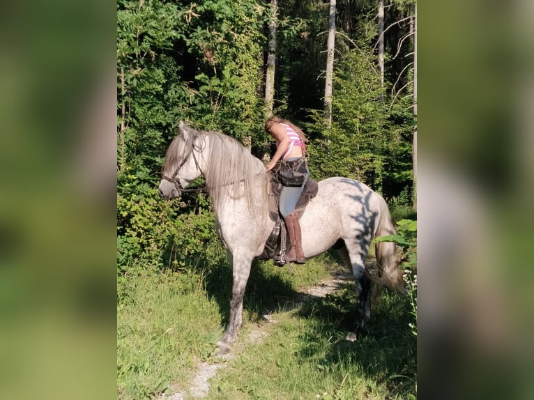 PRE Mix Castrone 14 Anni 162 cm Grigio trotinato in Stallhofen