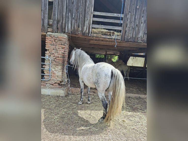 PRE Mix Castrone 14 Anni 162 cm Grigio trotinato in Stallhofen