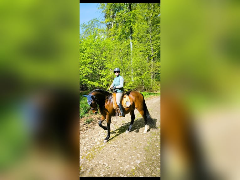 PRE Mix Castrone 14 Anni 163 cm Baio in Wildeck