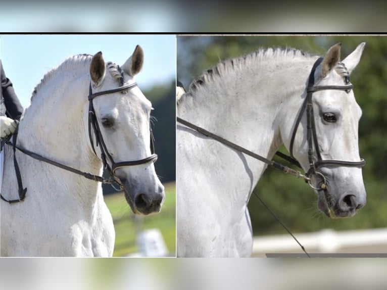 PRE Mix Castrone 14 Anni 163 cm Grigio in Someren
