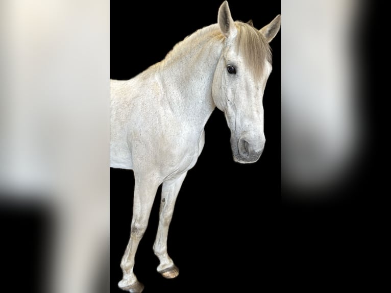 PRE Mix Castrone 14 Anni 163 cm Grigio in Someren