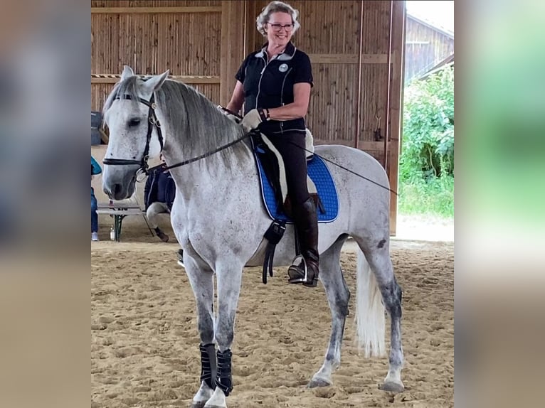 PRE Mix Castrone 14 Anni 163 cm Grigio trotinato in Moorenweis