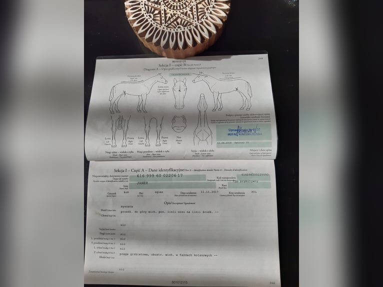 PRE Castrone 14 Anni 164 cm Baio scuro in Grosspetersdorf