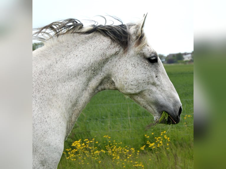 PRE Castrone 14 Anni 168 cm Grigio in Groede