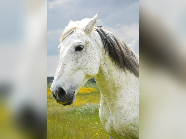 PRE Castrone 14 Anni 168 cm Grigio in Groede