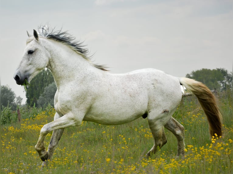 PRE Castrone 14 Anni 168 cm Grigio in Groede