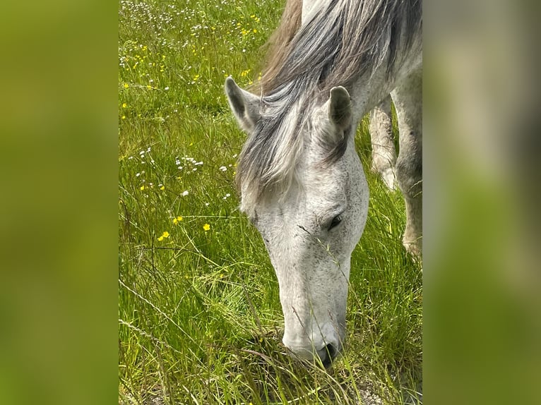 PRE Castrone 14 Anni 168 cm Grigio in Groede