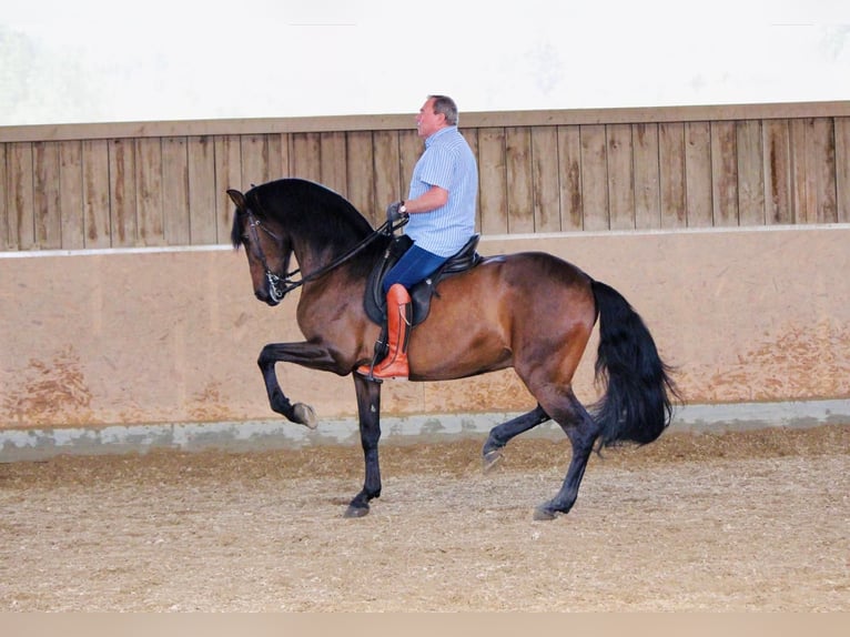PRE Castrone 14 Anni 170 cm Baio in Kreßberg
