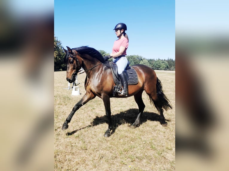 PRE Mix Castrone 14 Anni 170 cm Baio in Kreßberg
