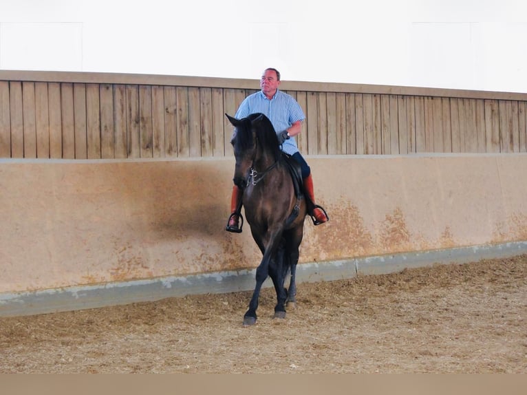 PRE Castrone 14 Anni 170 cm Baio in Kreßberg