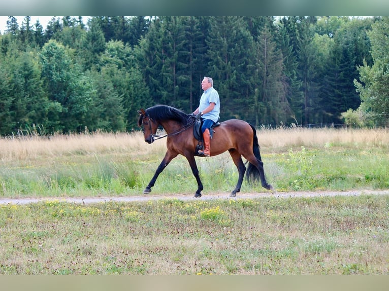 PRE Castrone 14 Anni 170 cm Baio in Kreßberg