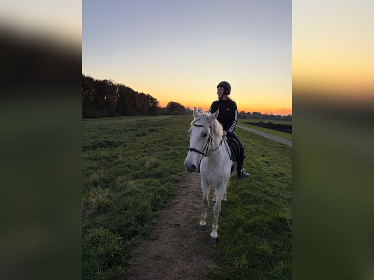 PRE Castrone 14 Anni 175 cm Grigio in Ouderkerk aan de Amstel