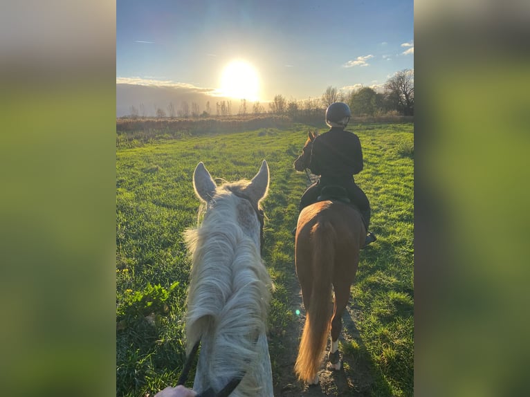 PRE Castrone 14 Anni 175 cm Grigio in Ouderkerk aan de Amstel