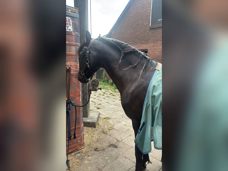 PRE Castrone 15 Anni 155 cm Morello in De Zilk