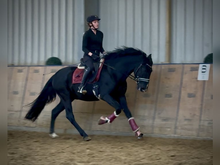 PRE Mix Castrone 15 Anni 155 cm Morello in Neustadt (Wied)