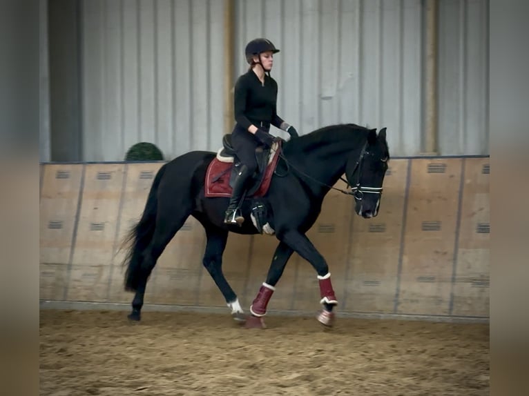 PRE Mix Castrone 15 Anni 155 cm Morello in Neustadt (Wied)