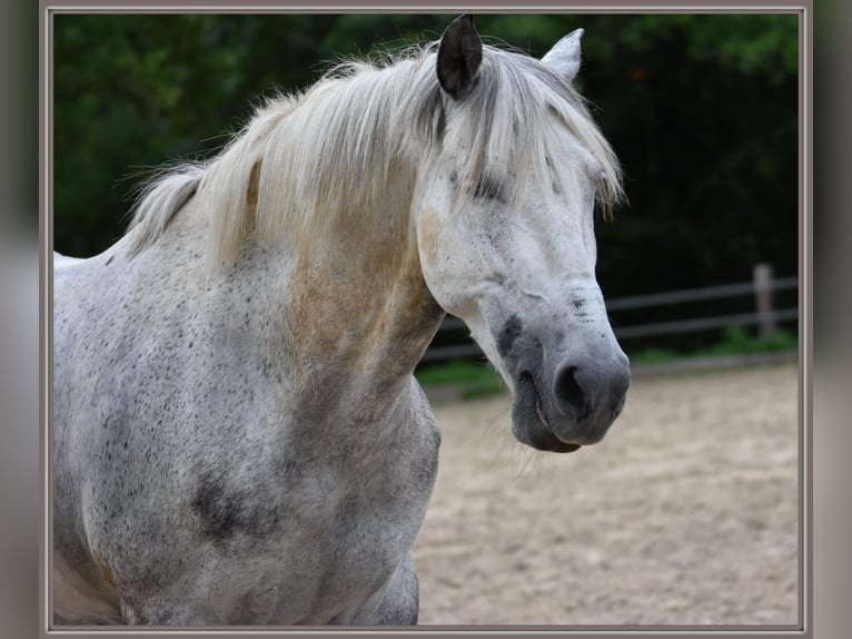 PRE Castrone 15 Anni 156 cm Grigio pezzato in Tönisvorst