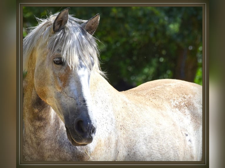 PRE Castrone 15 Anni 156 cm Grigio pezzato in Tönisvorst