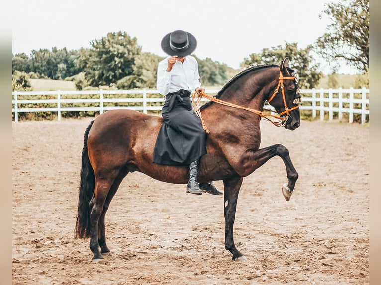 PRE Castrone 15 Anni 158 cm Baio scuro in B&#xF6;hnhusen