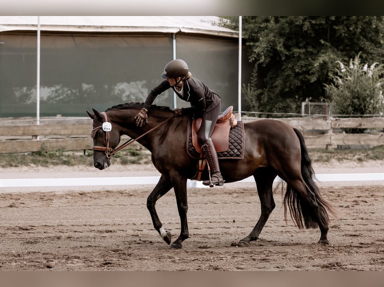 PRE Castrone 15 Anni 158 cm Baio scuro in B&#xF6;hnhusen