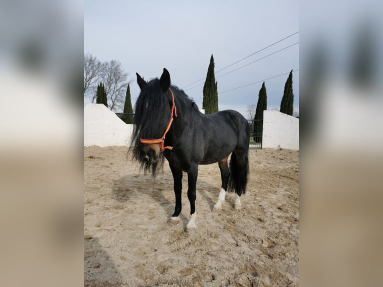 PRE Mix Castrone 15 Anni 160 cm Baio nero in Carpentras