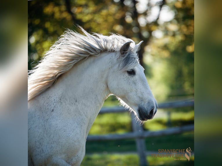 PRE Mix Castrone 15 Anni 160 cm Grigio in Traventhal