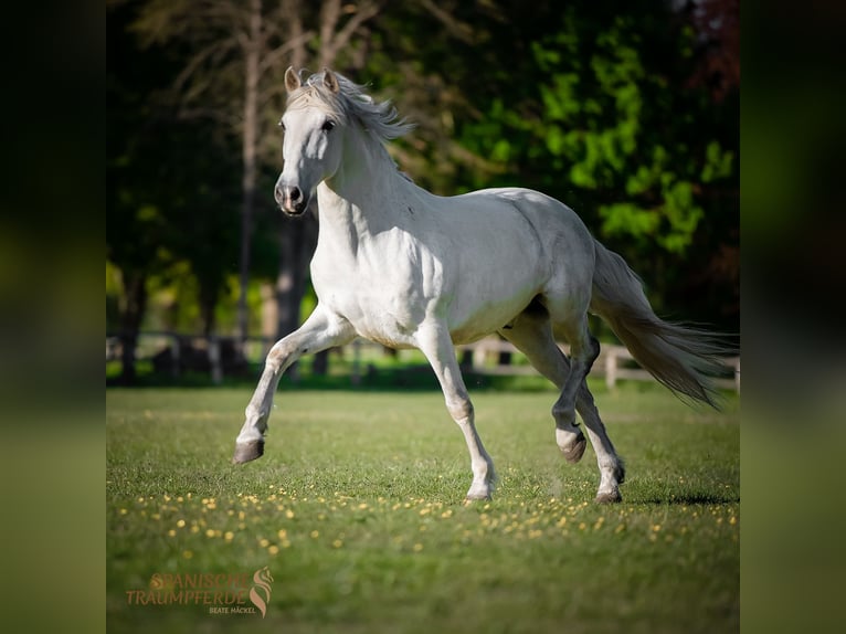 PRE Mix Castrone 15 Anni 160 cm Grigio in Traventhal