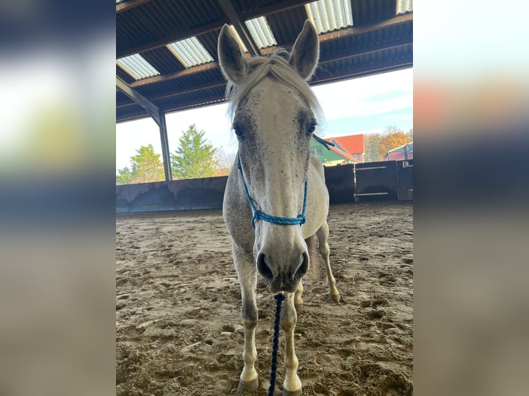 PRE Castrone 15 Anni 175 cm Grigio in Ouderkerk aan de Amstel
