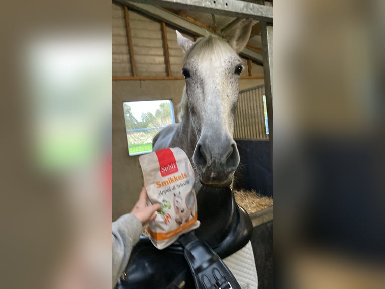 PRE Castrone 15 Anni 175 cm Grigio in Ouderkerk aan de Amstel