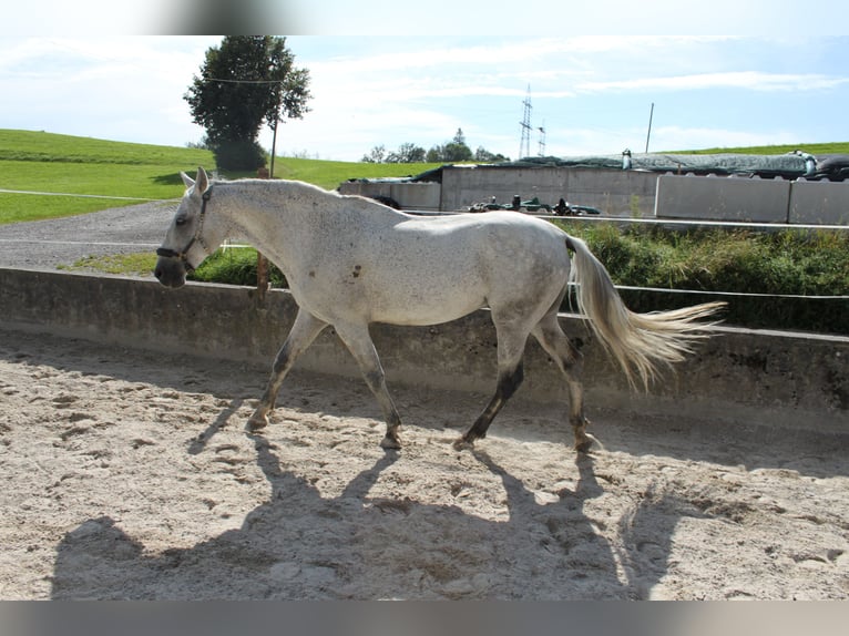 PRE Mix Castrone 16 Anni 150 cm Grigio pezzato in Immenstadt