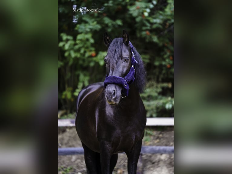 PRE Mix Castrone 16 Anni 150 cm Morello in Renkum