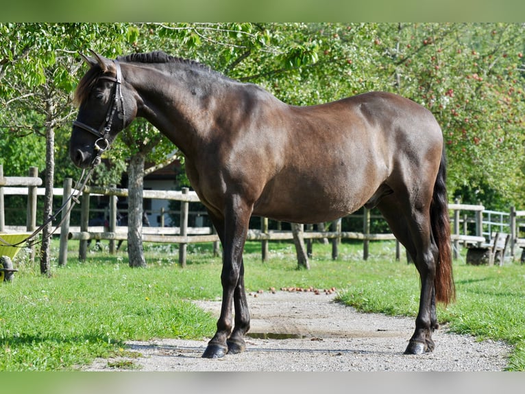 PRE Castrone 16 Anni 154 cm Baio nero in Chieming