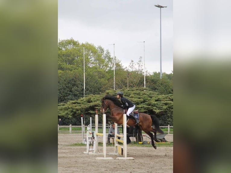 PRE Mix Castrone 16 Anni 155 cm Baio in Beloeil