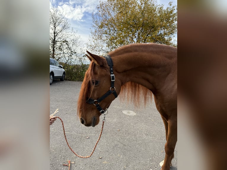 PRE Mix Castrone 16 Anni 155 cm Sauro ciliegia in Affoltern am Albis