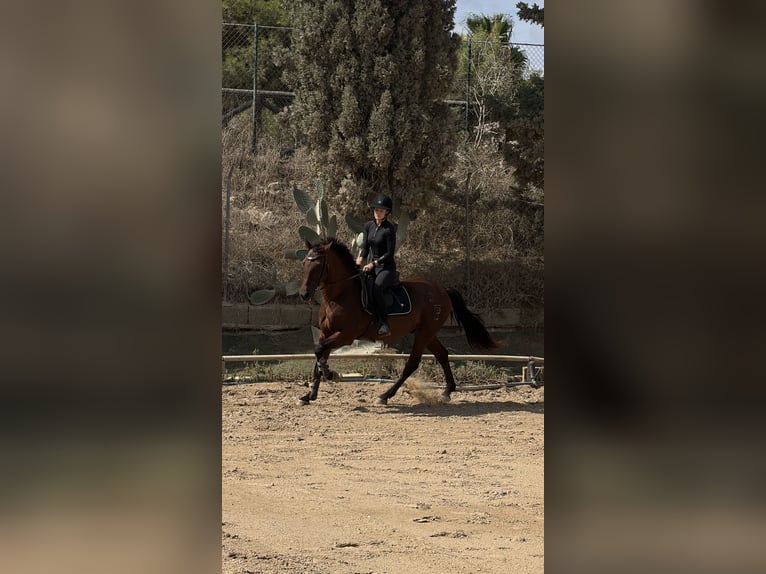 PRE Mix Castrone 16 Anni 160 cm Baio in Montebello