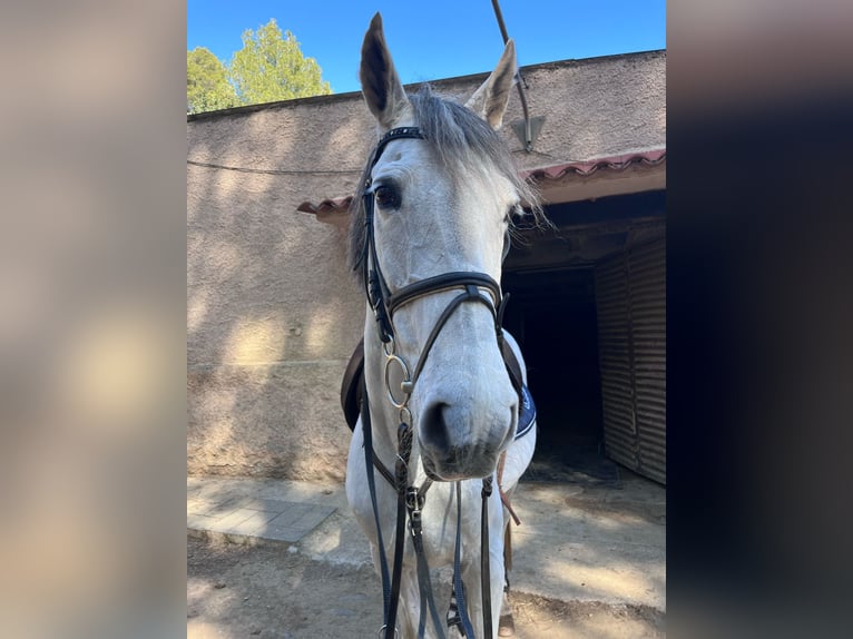 PRE Castrone 16 Anni 160 cm Grigio in Sant Climent De Llobregat