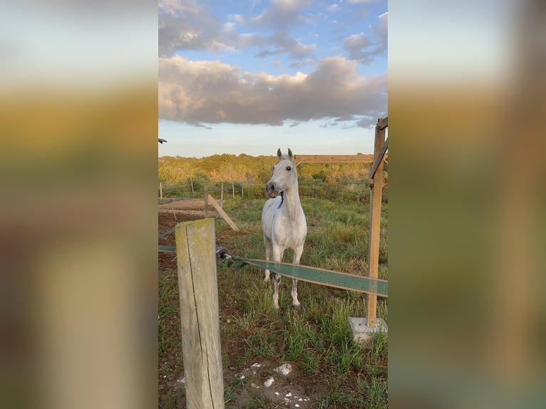 PRE Castrone 16 Anni 160 cm Grigio in Llucmajor