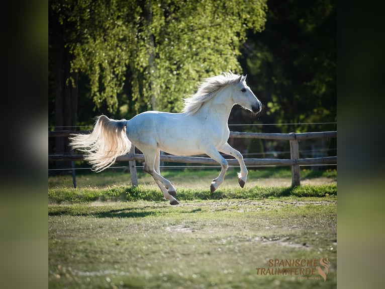 PRE Castrone 16 Anni 160 cm Grigio in Traventhal