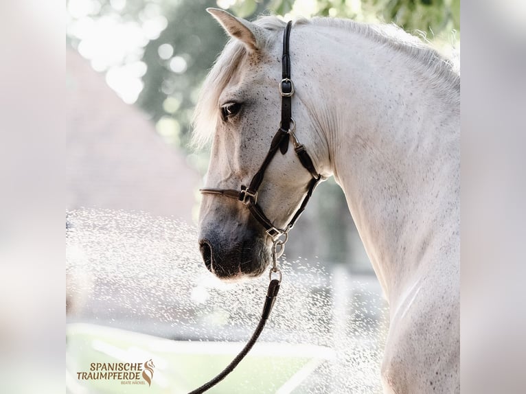 PRE Castrone 16 Anni 160 cm Grigio in Traventhal