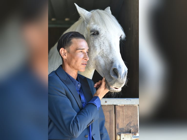 PRE Castrone 16 Anni 161 cm Grigio in Bötersen