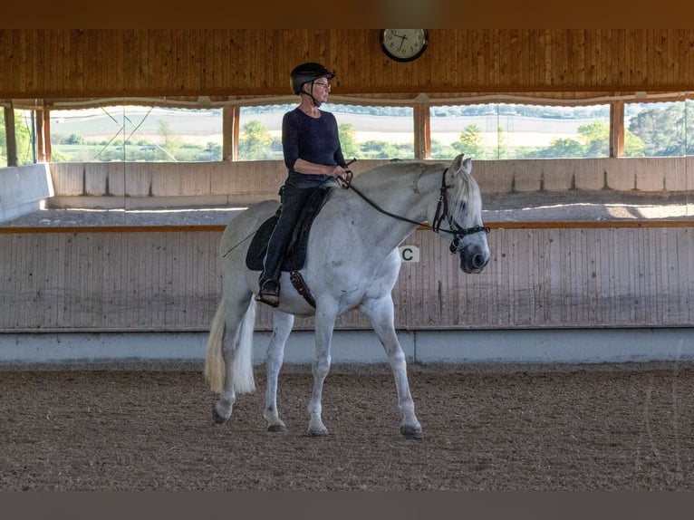 PRE Mix Castrone 16 Anni 163 cm Grigio in Rottenburg am Neckar